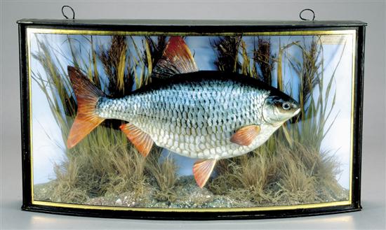 Appraisal: Underwater fish diorama mounted in picture frame box with gilt