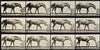 Appraisal: EADWEARD MUYBRIDGE - Horse pushing a block plate Horse rocking