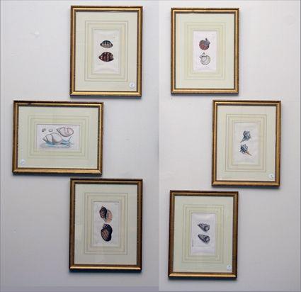 Appraisal: Six Framed Shell Prints