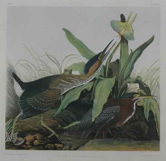 Appraisal: AFTER JOHN JAMES AUDUBON American - Green Heron Chromolithograph by