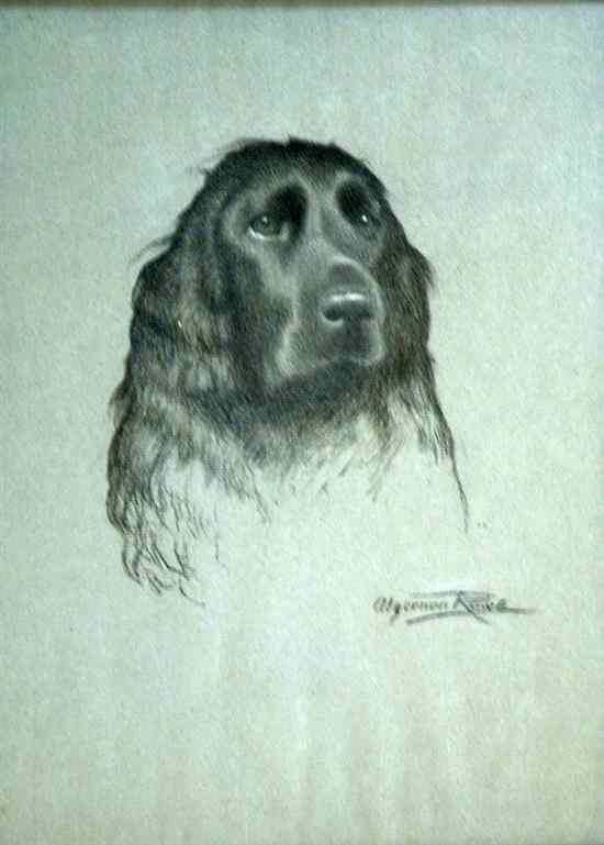 Appraisal: Algernon Rowe charcoal and chalk Head of a spaniel signed