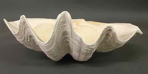 Appraisal: Giant clam shell from the South Pacific h x w