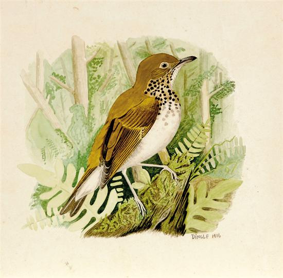 Appraisal: Edward Von Siebold Dingle South Carolina - OLIVE-BACKED THRUSH watercolor