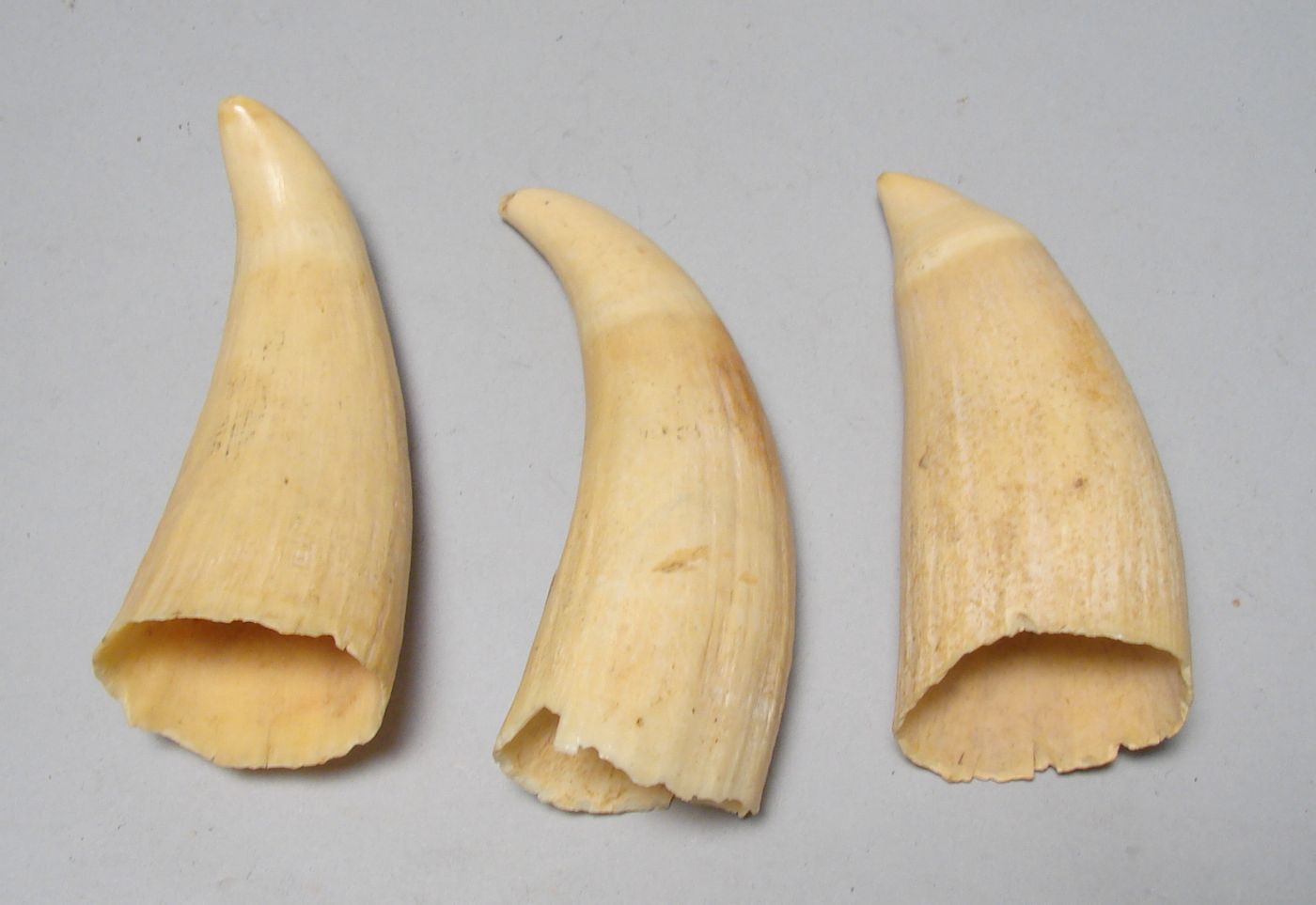 Appraisal: THREE UNPOLISHED WHALE'S TEETH th CenturyLengths and PLEASE NOTE Due