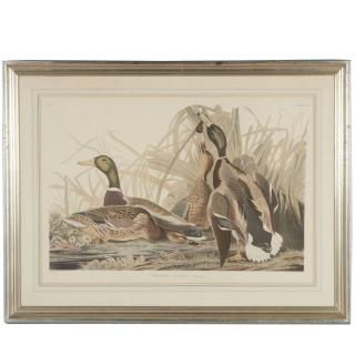 Appraisal: After John James Audubon Havell edition print After John James