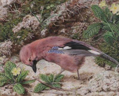 Appraisal: Attributed to John Sherrin - Study of a Jay gouache