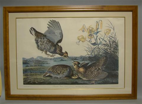 Appraisal: JAMES AUDUBON PINNATED GROUS Colored print x in sight Framed