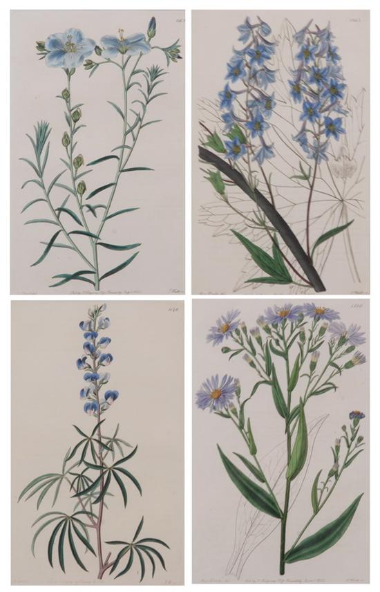 Appraisal: EIGHT ENGLISH HAND-COLORED ENGRAVINGS OF BOTANICALS Circa Including examples by