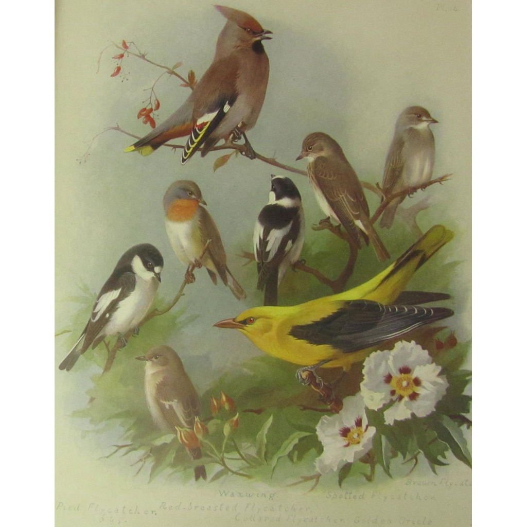 Appraisal: Thorburn Archibald British Birds London Longmans Green Co volumes to