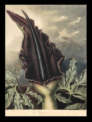 Appraisal: ROBERT THORNTON - EDITOR THE TEMPLE OF FLORA Dragon Arum