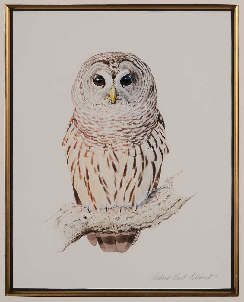 Appraisal: Albert Earl Gilbert Connecticut born Barred Owl signed lower right