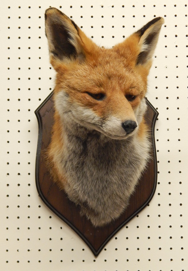 Appraisal: A taxidermied fox head and neck mount with oak shield