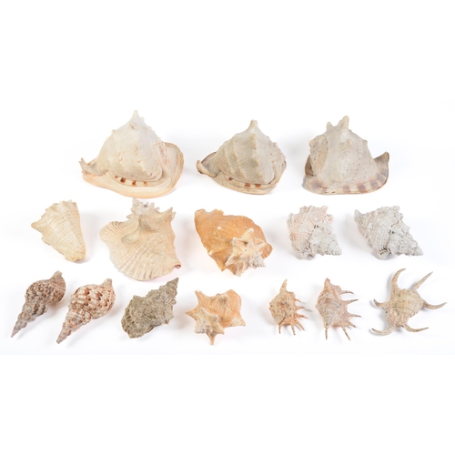 Appraisal: Conchology A group of seashells mainly conch and triton