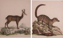 Appraisal: Pair of Hand-Colored Animal Woodcuts Antilope Rupicapra Pall and Viverra