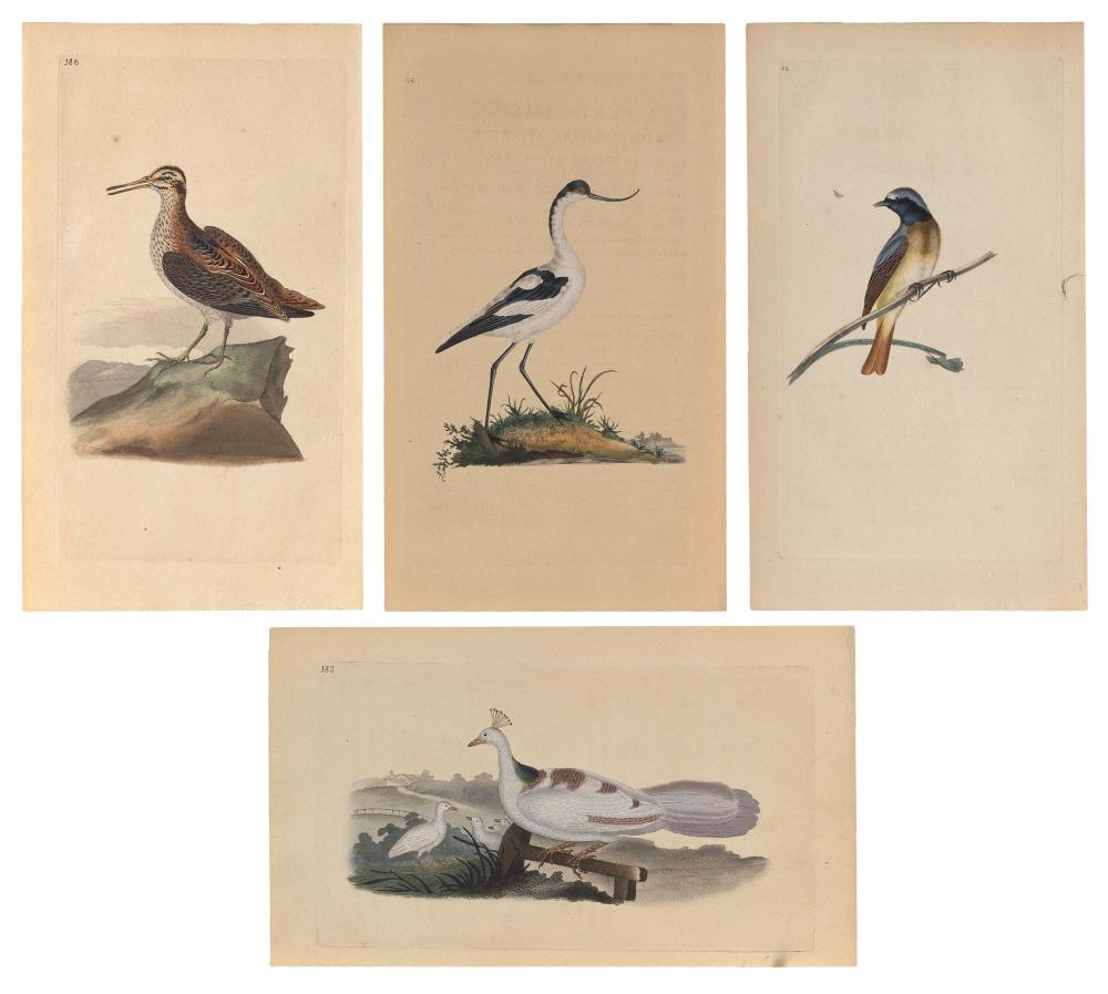 Appraisal: FOUR HAND-COLORED BIRD LITHOGRAPHS th Century Depict a Pied Peahen