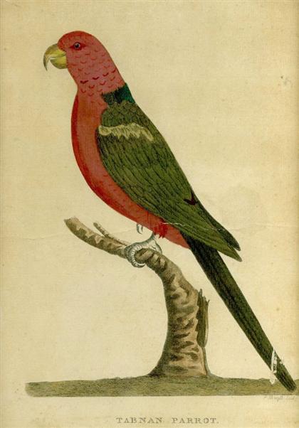 Appraisal: pieces Hand-Colored Engraved th-Century Bird Prints - George Edwards et