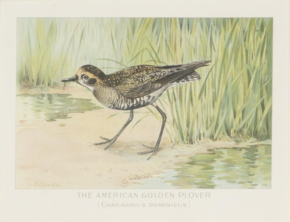 Appraisal: Two Prints c The American Golden Plover The Black-Bellied Plover