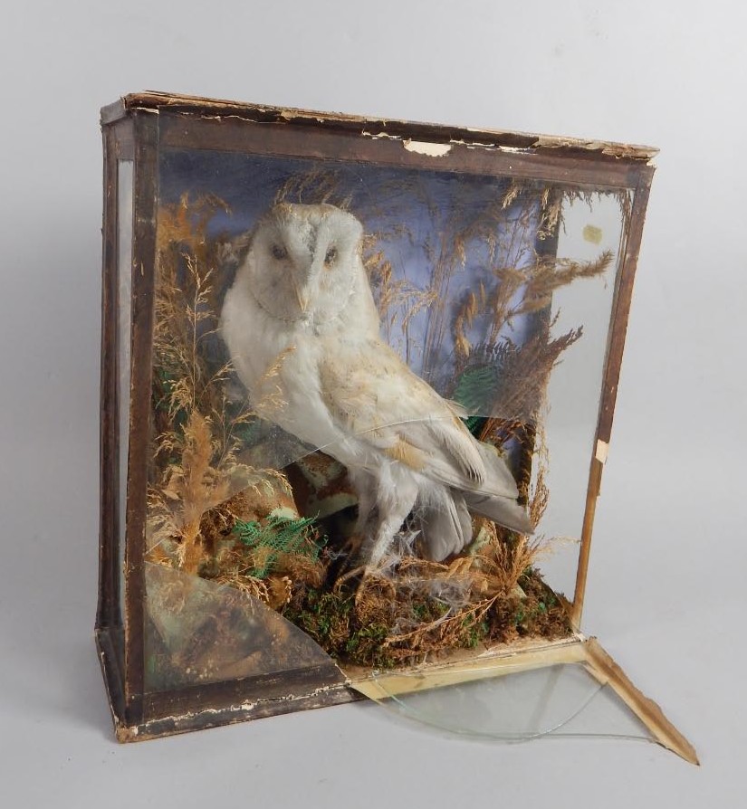 Appraisal: A Victorian taxidermied owl in a glazed case naturalistically mounted