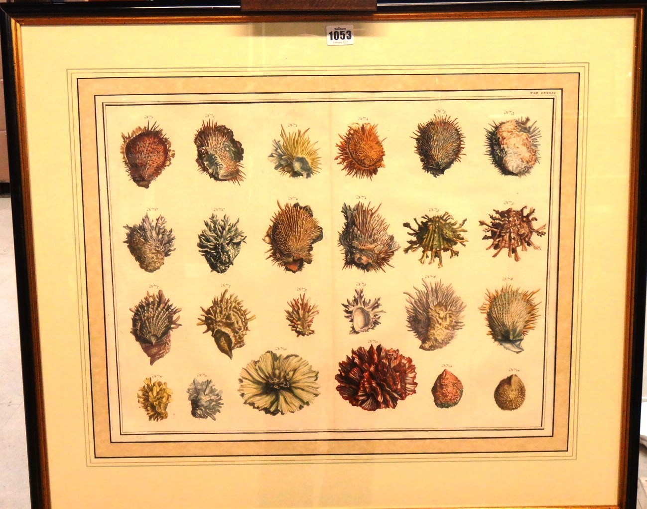 Appraisal: After F Tanje studies of shells and sea urchins four