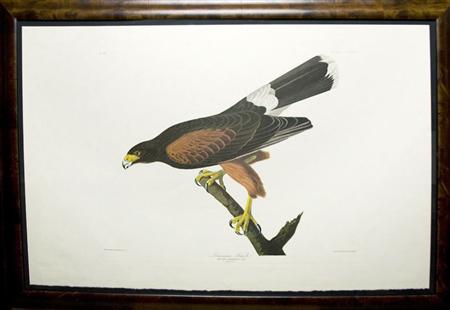 Appraisal: After John James Audubon LOUISIANA HAWK Color reproduction from The