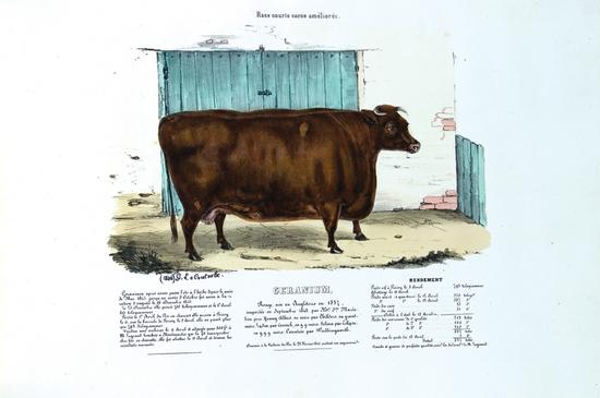 Appraisal: LEFEBVRE-SAINTE-MARIE G De la race bovine courte corne am lior