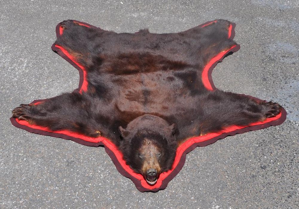 Appraisal: Black Bear Taxidermy Full Skin Rug with mounted head long