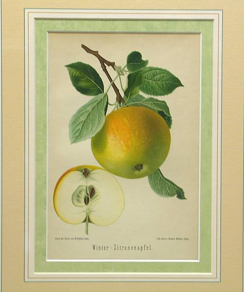 Appraisal: A set of eight framed German prints of apples and