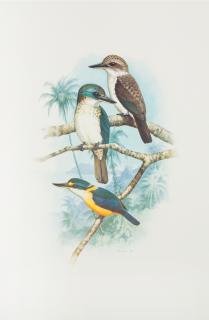 Appraisal: FORSHAW Joseph Michael and COOPER William T Kingfishers and Related