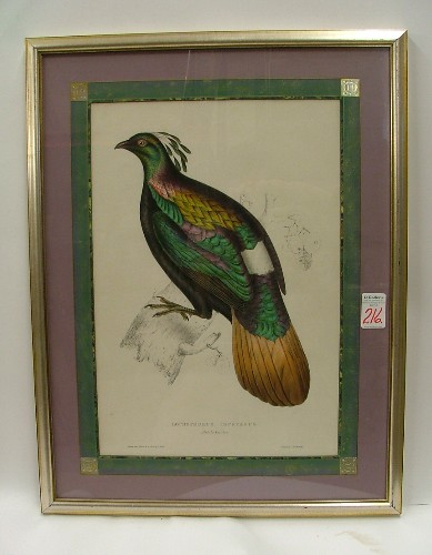 Appraisal: ELIZABETH GOULD Mrs John Gould STONE LITHOGRAPH in color British