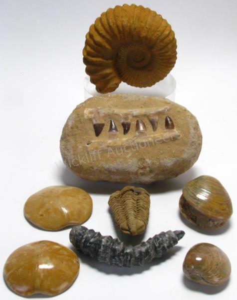 Appraisal: Group of Polished and Unpolished Fossils including Two polished clams