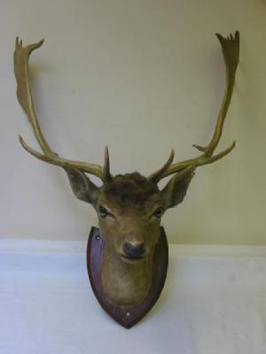 Appraisal: A STUFFED STAG'S HEAD mounted on a mahogany shield early