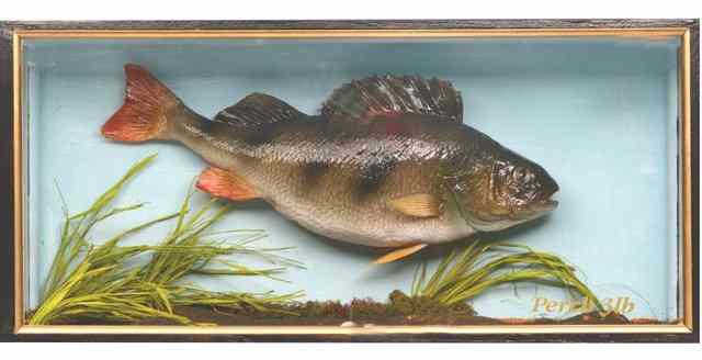 Appraisal: A PRESERVED lb PERCH the skin mount within a naturalistic