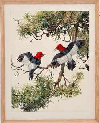 Appraisal: Elisabeth Paxton Oliver North Carolina Georgia - RED-HEADED WOODPECKER watercolor