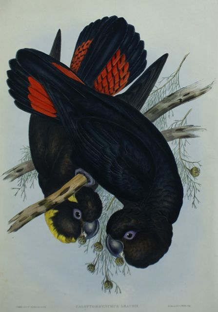 Appraisal: Leach's Cockatoo Calyptorhynchus Leachii