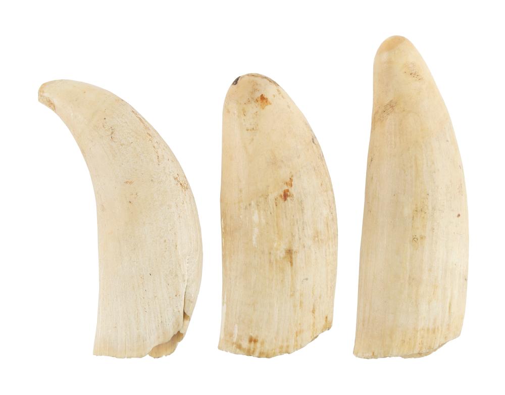 Appraisal: THREE SEMI-POLISHED WHALE'S TEETH LENGTHS FROM TO THREE SEMI-POLISHED WHALE'S