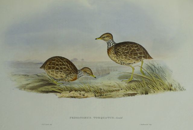 Appraisal: Collared Plain Wanderer Pedionomus Torquatus Lithograph by Elizabeth Gould