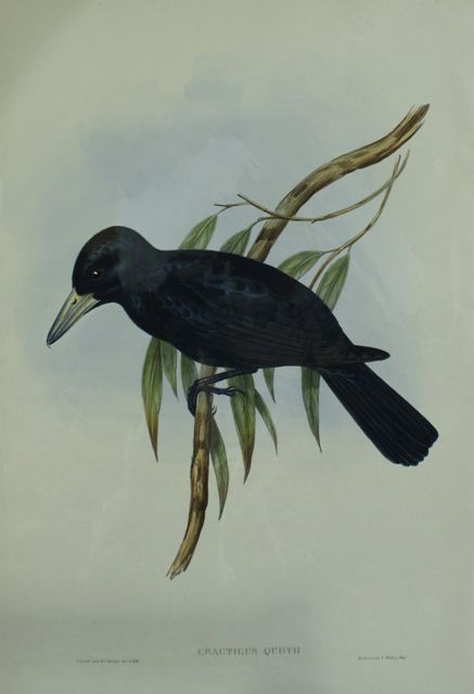 Appraisal: Quoy's Crow Shrike Cracticus Quoyii