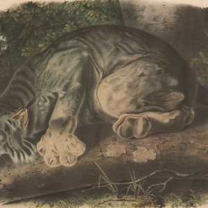 Appraisal: After John James Audubon - Lynx canadensis Geoff Canada Lynx