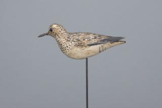 Appraisal: Semi-Palmated Sandpiper A Elmer Crowell - East Harwich MA c