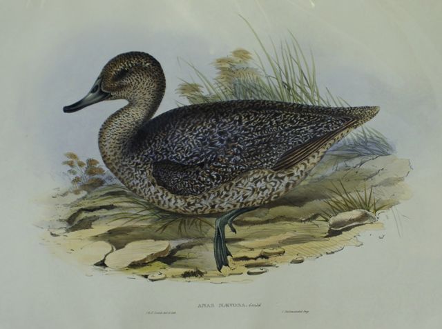 Appraisal: Freckled Duck Anas Naevosa Lithograph by Elizabeth Gould