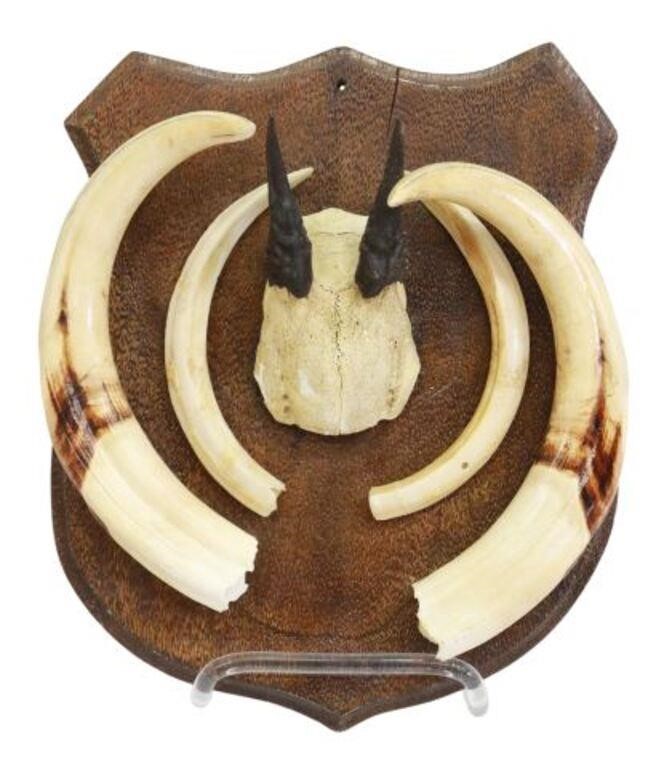 Appraisal: Taxidermy tusks and antlers mounted on sheild-shape wood plaque two