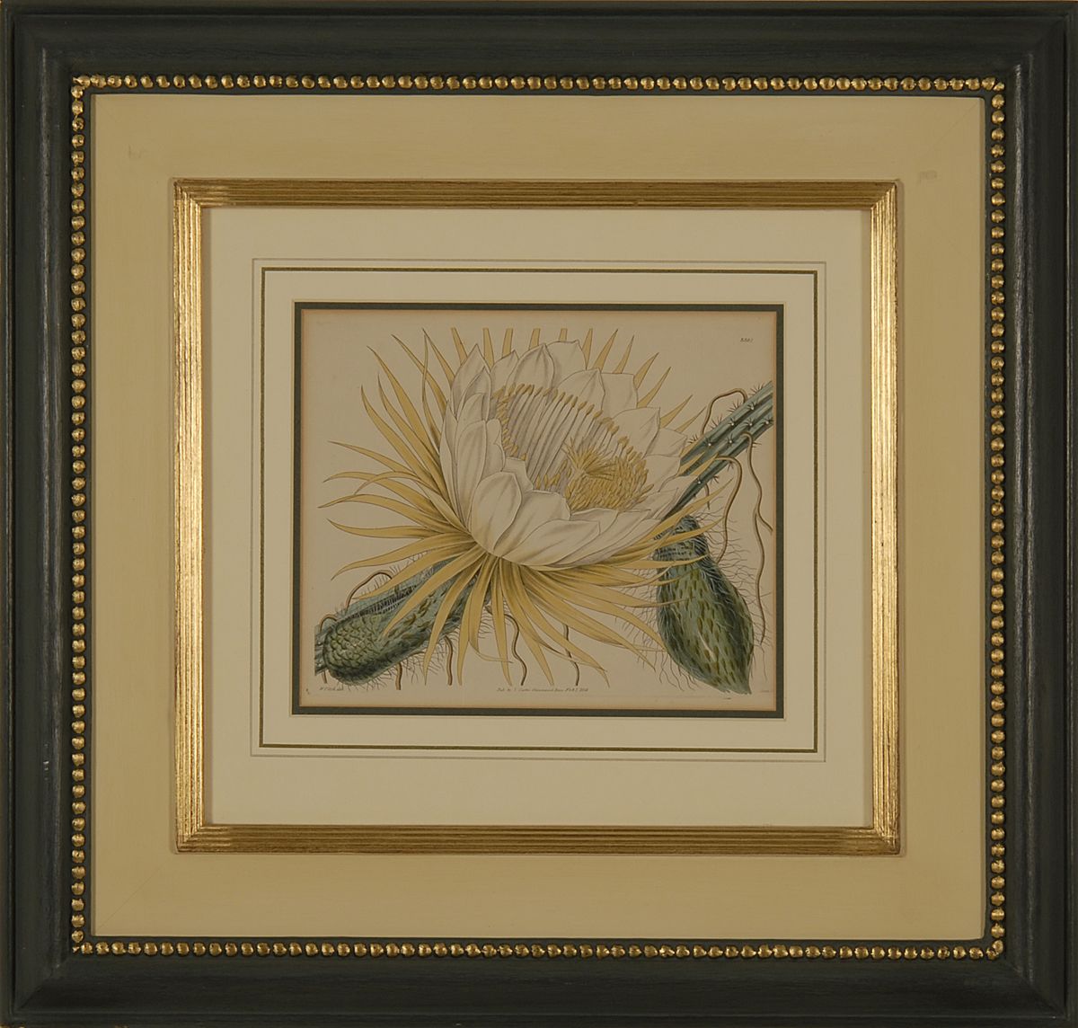 Appraisal: FRAMED TH CENTURY BOTANICAL PRINT published by S Curtis x