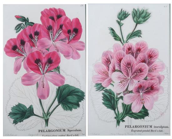 Appraisal: AFTER ROBERT SWEET English - Eight hand-colored engravings of geraniums