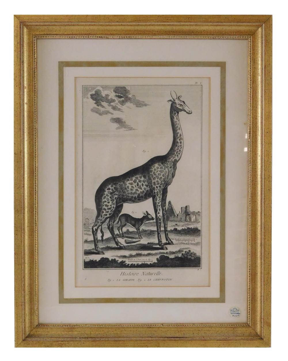 Appraisal: Histoire Naturelle La Giraffe Le Chevrotin c original copper engraving