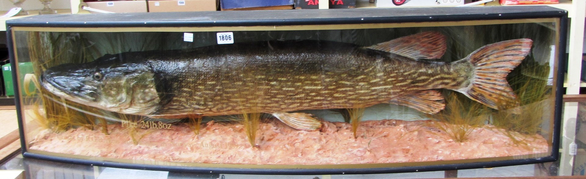 Appraisal: Taxidermy a stuffed and mounted Pike set against a naturalistic