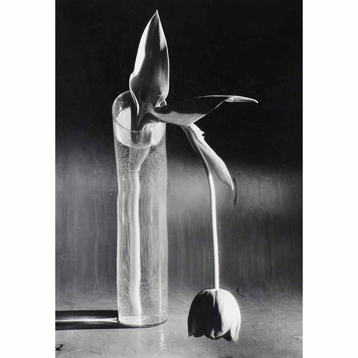 Appraisal: Andre Kertesz - Hungarian American MELANCHOLIC TULIP PARIS Gelatin silver