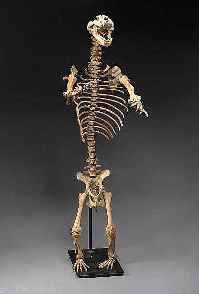 Appraisal: Russian Cave Bear Skeleton Ursus spelaeus Pleistocene Russia Contemporaries of