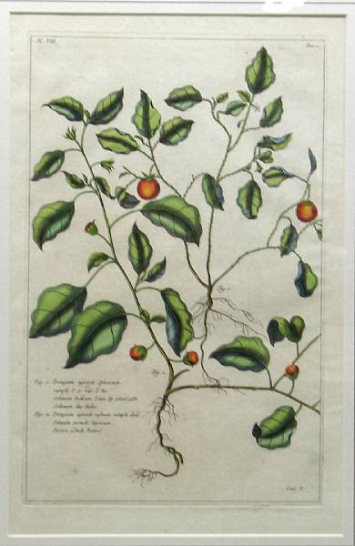 Appraisal: A set of six framed French botanical prints framed dimensions