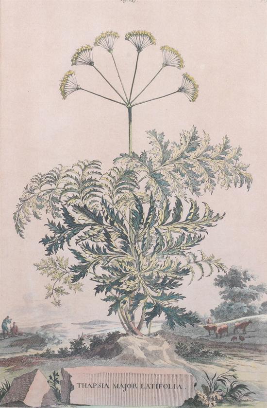 Appraisal: TWO HAND COLORED ENGRAVINGS OF BOTANICALS Thapsia Major Latifolia and