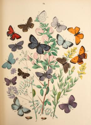 Appraisal: Kirby W F European Butterflies and Moths to cont half